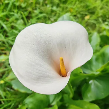 La Maison Des Magnolias Prázdninový dům Trouville-sur-Mer
