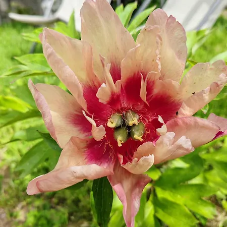 La Maison Des Magnolias *