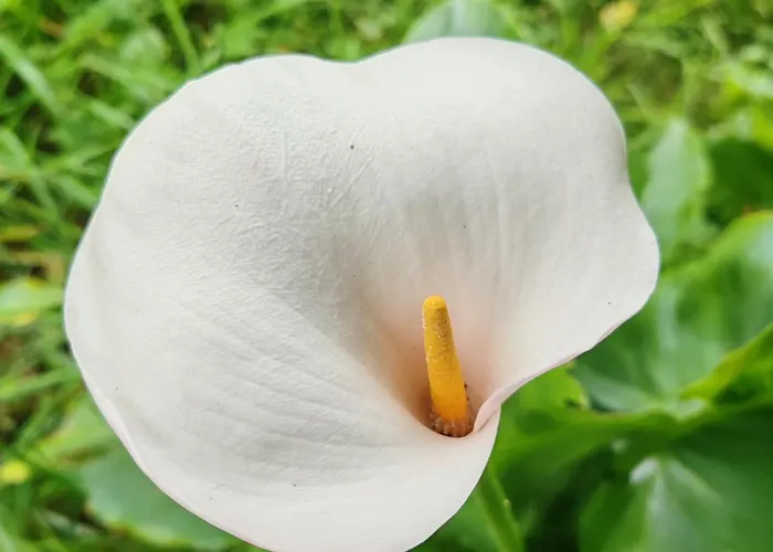 La Maison Des Magnolias Dom wakacyjny Trouville-sur-Mer