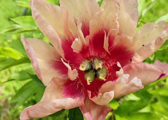 La Maison Des Magnolias *