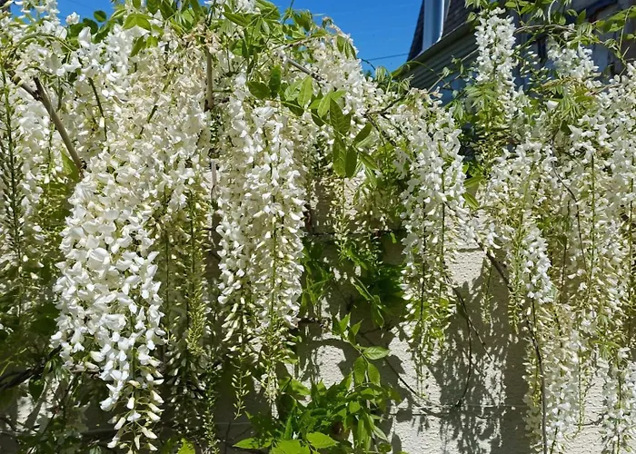 La Maison Des Magnolias Casa de Férias Trouville-sur-Mer